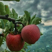 toys / fruit / vegetables/