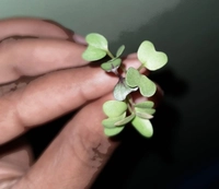 My Greenz