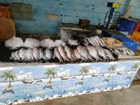 Goa Fish Toll