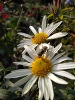 Manish Nursery