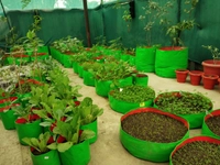 Amritsar Organic rooftop Gardening