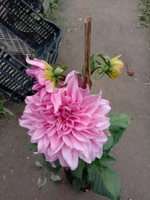 Vaishnavi Nursery