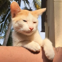 MeowKitty