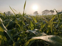 Vishwakarma Organic Farm