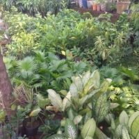 PIYUSH NURSERY HANSDIHA
