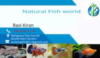 Natural Fish World