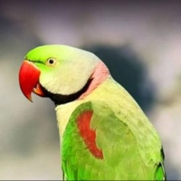 Word Pet Shop