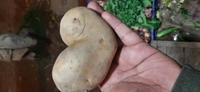SHONA VEGETABLE AND FRUIT