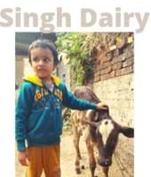 Singh Dairy