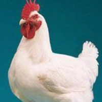 Al- lazeez chicken