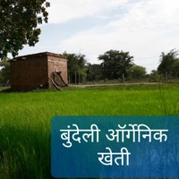 bundeli organic खेती