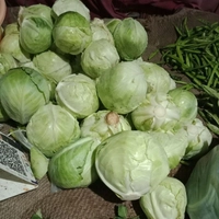 FRESH VEGITABLES