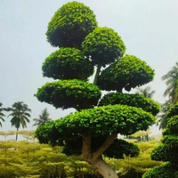 Treesadda