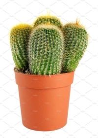 productImg