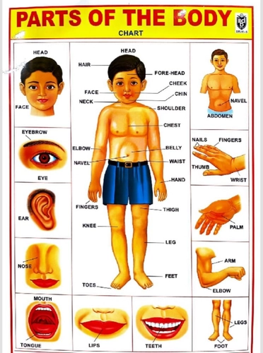 Chart Parts Of Body Name: Buy Chart Parts Of Body Name by Gk at Low Price  in India