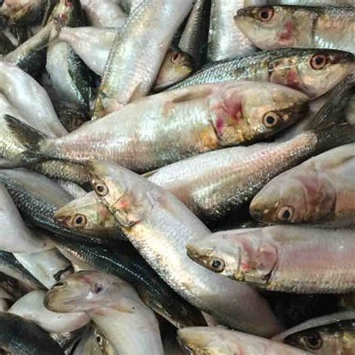 Buy Sardine / Matti ( Kerala ) Price Per Kg On Gross Weight online from ...