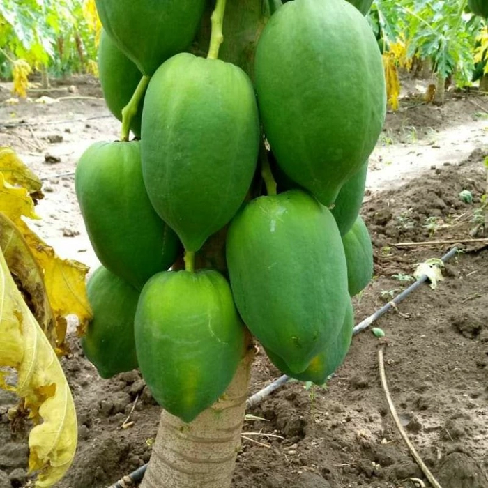 Green Papaya(कच्चा पपीता )