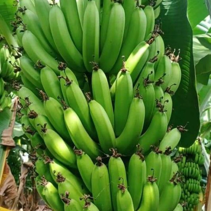 Green Banana  (कच्चा केला  )
