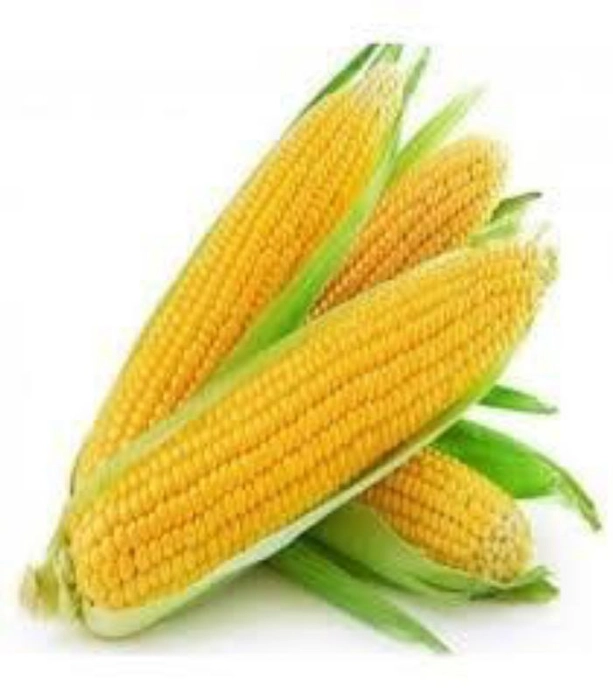 Corn Cob(भुट्टा)