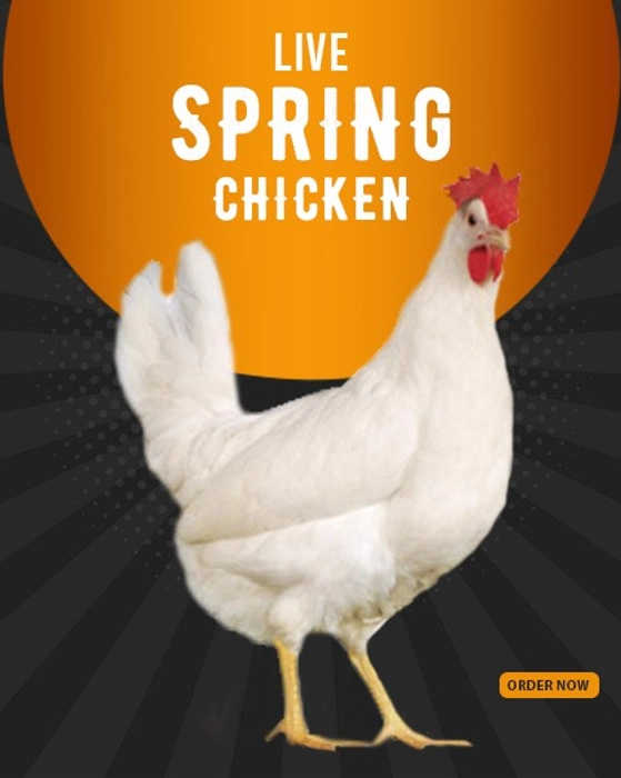 Spring Chicken