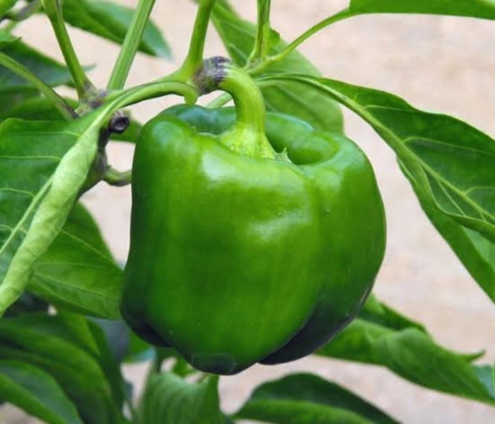 Capsicum Green