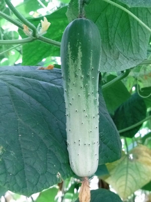 Cucumber (Kheera)