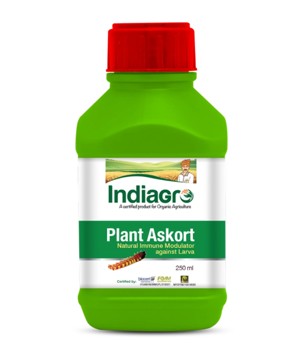 Plant Askort