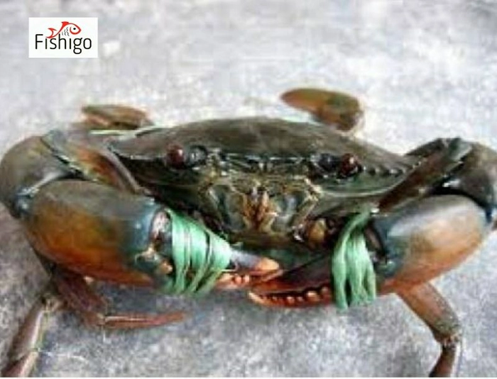 Buy Mud Crab Live ( Price Per Kg On Gross Weight ) online from