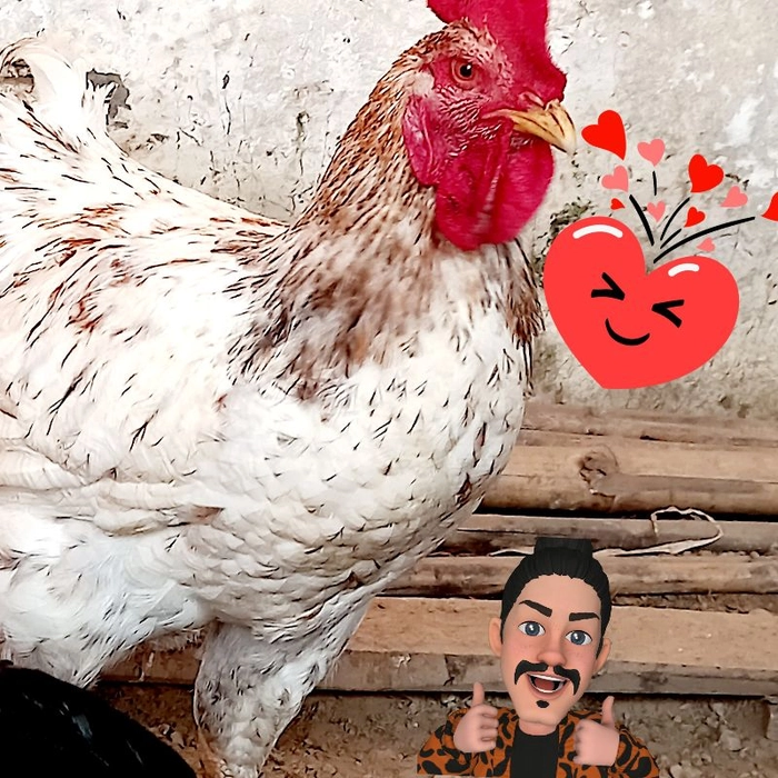 🐓Deshi Cock Pure मुर्गाA1👌