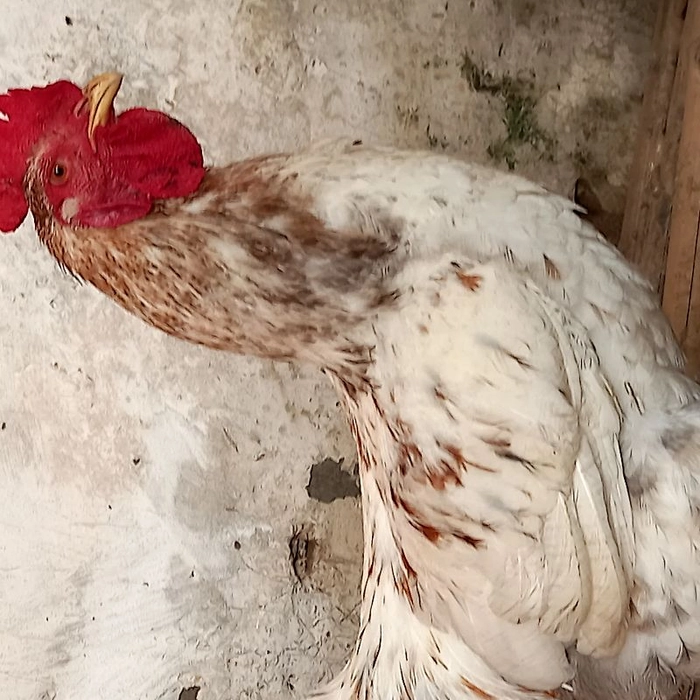 🐓Deshi Cock Pure मुर्गाA1👌