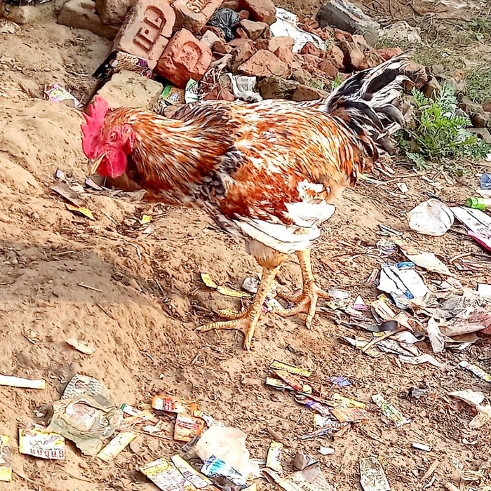 🐓Deshi Cock Pure 😋 मुर्गा