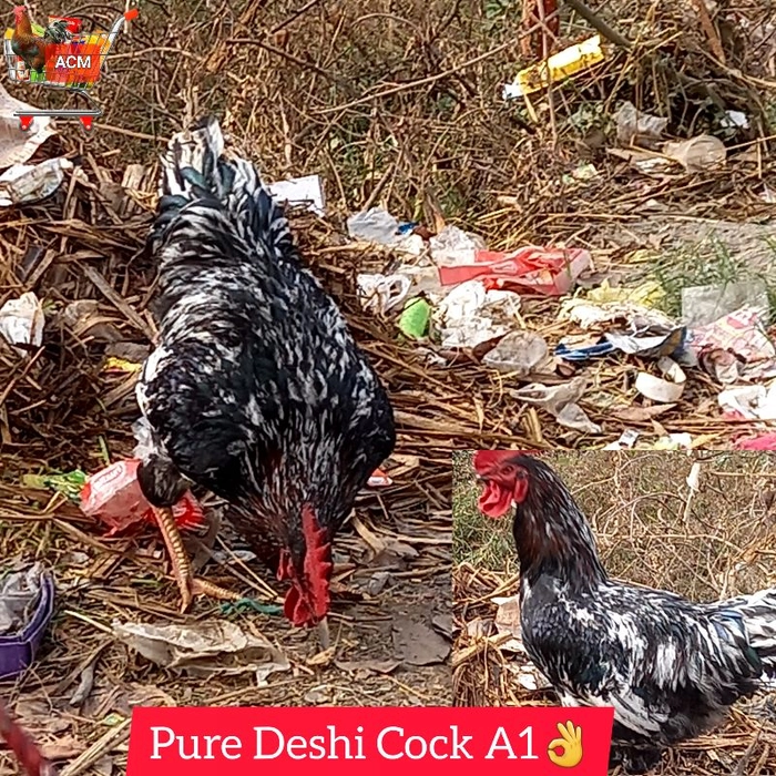 A1👌🐓Pure Deshi Cock Wt-2.2Kg..++