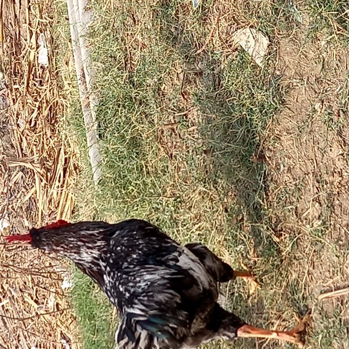 A1👌🐓Pure Deshi Cock Wt-2.2Kg..++