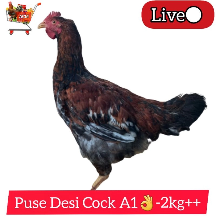 A1👌Desi/Brown Cock 2kg++