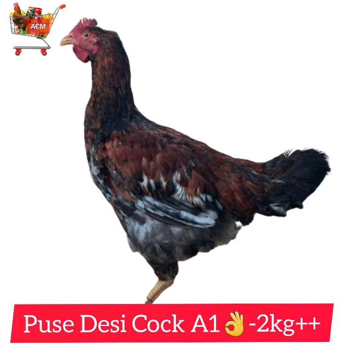 A1👌Desi/Brown Cock 2kg++