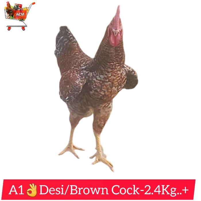 A1👌Desi Cock/देशी मुर्गा Wt-2.2Kg