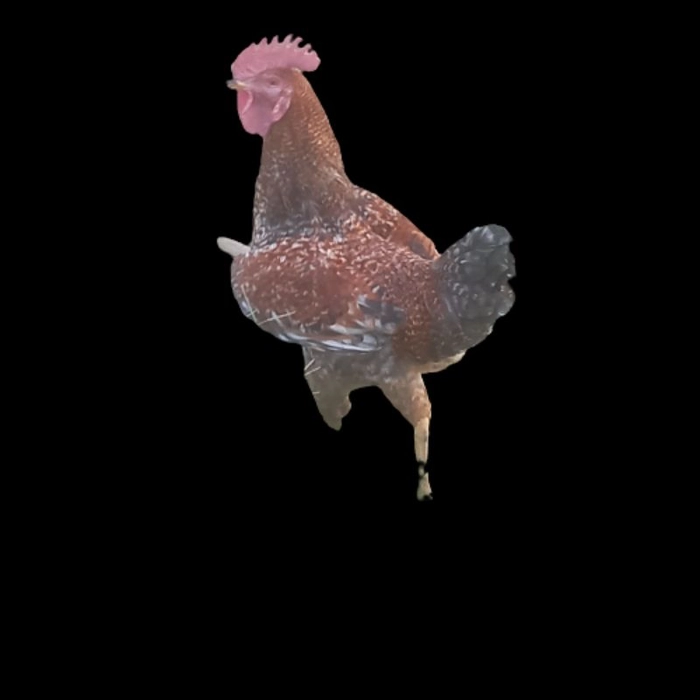 A1👌Desi Cock/देशी मुर्गा Wt-2.2Kg