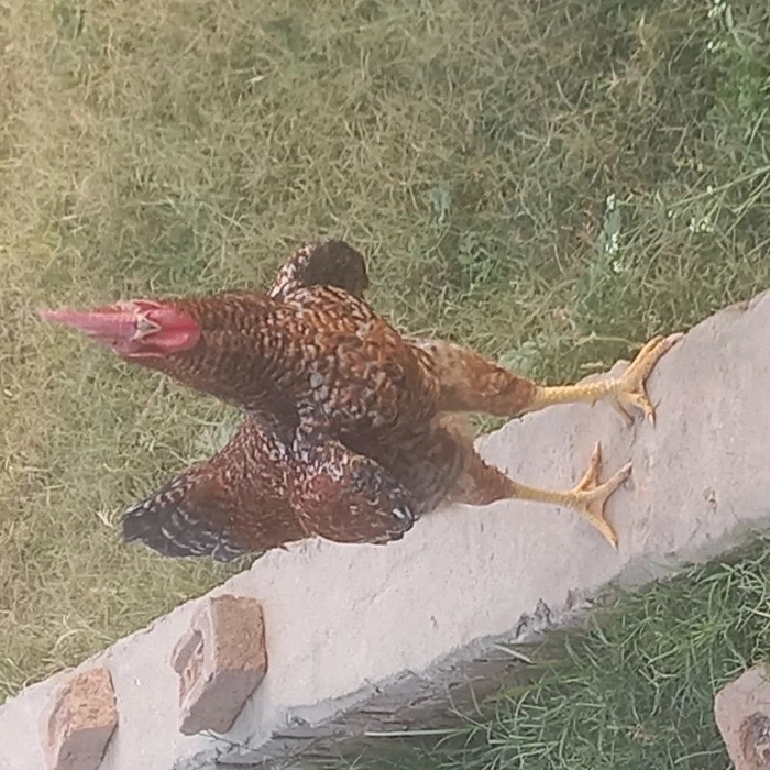 A1👌Desi Cock/देशी मुर्गा Wt-2.2Kg