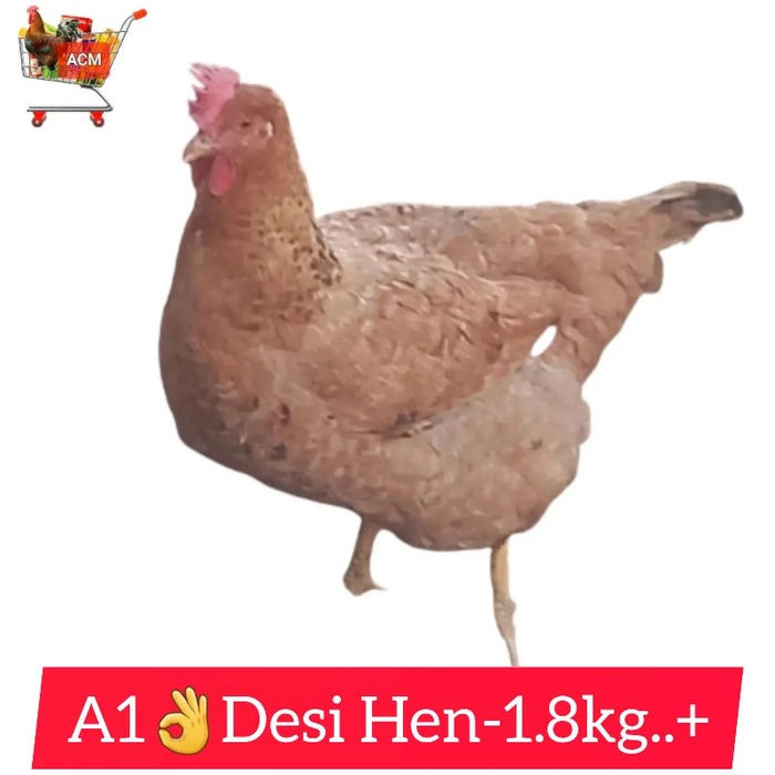 A1👌Desi/Brown Hen Appoxe Wt-1.8kg