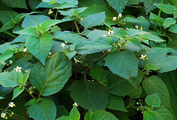 Manathakkali Keerai