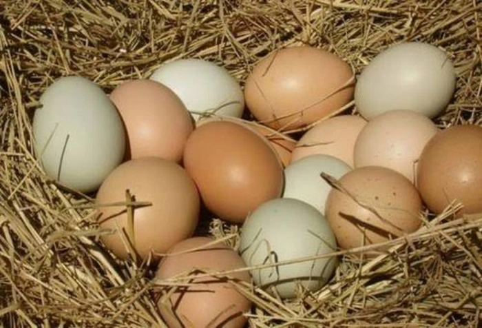 Village Nati Koli Eggs