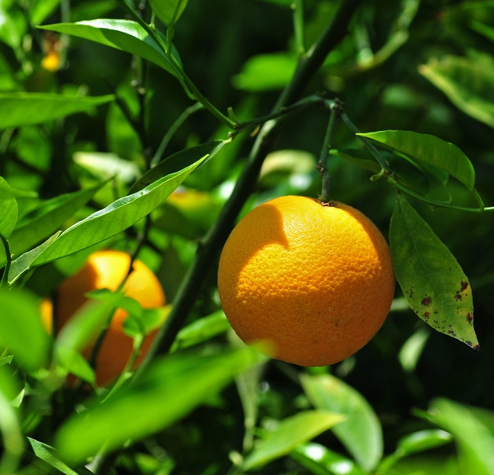 Imported Orange - Valencia (EGYPT) - PREMIUM