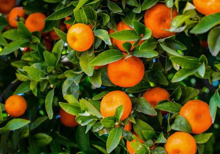 Mandarin Orange - MINI ORANGE