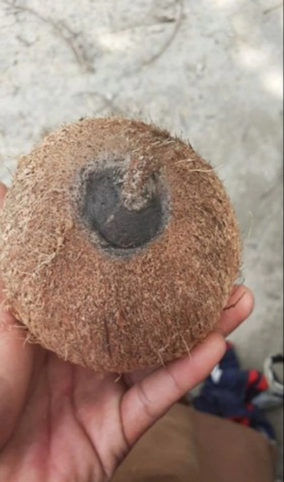 One Eye Coconut (Ekashinariyal)