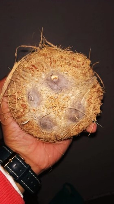 Four Eyes coconut (Rarely founded)