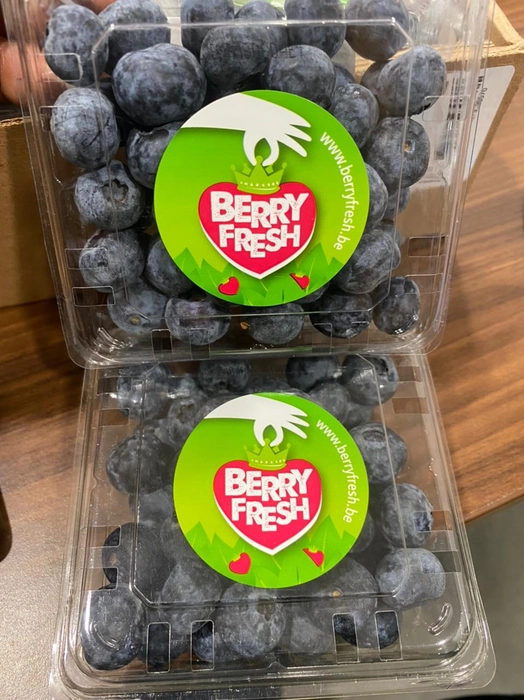 Blueberries- Jumbo Size