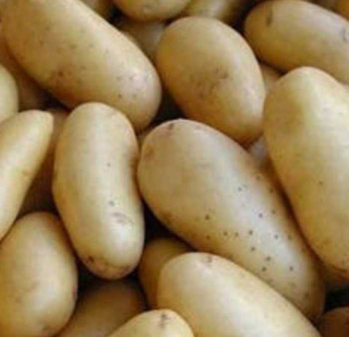 Potato (Haldwani)