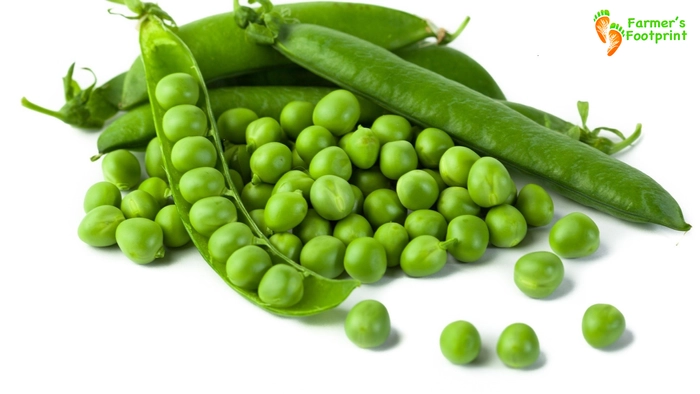 Green Peas (Hirva Vatana)