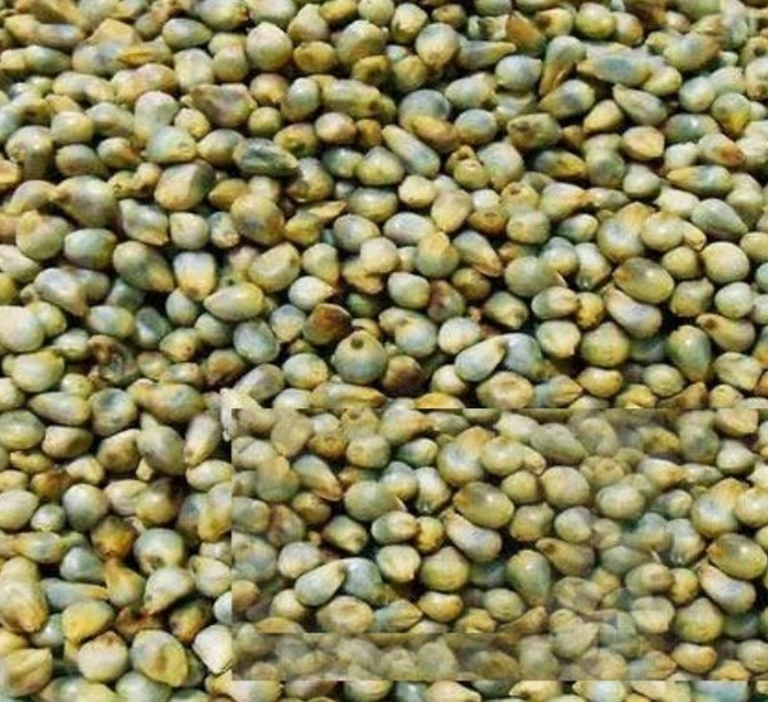 கம்பு / Pearl Millet / Bajra 500g