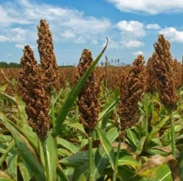 கேழ்வரகு / Finger Millet / Ragi 500g